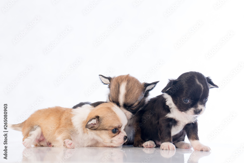 puppies on white background