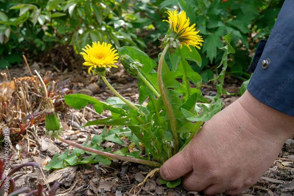 Female Hands Pull Out Weeds From Ground Garden. Weeding Weeds. Struggle