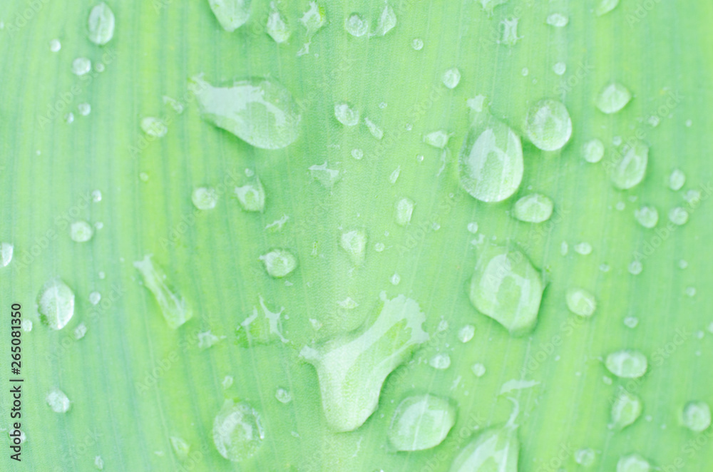 water bubble on nature green leave backgrounds