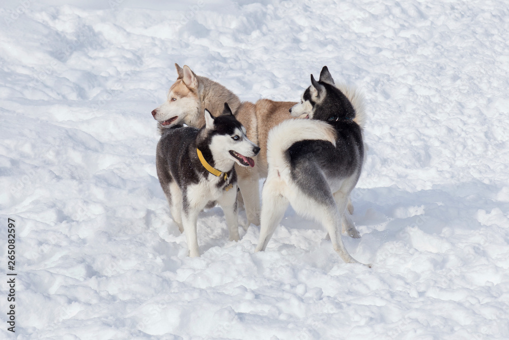 Three siberian husky are playing on a white snow in the park. Pet animals.
