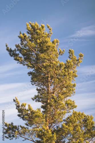 Green pine tree against the blue sky with cirrus light clouds. Green pine on the background of beautiful elegant clouds and blue sky on a sunny day.