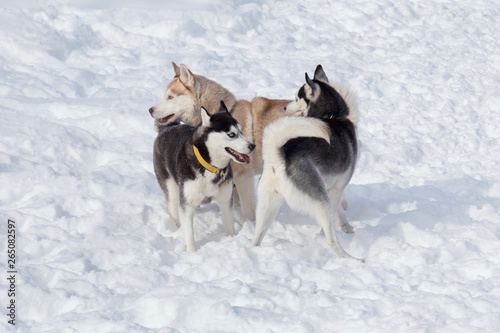 Three siberian husky are playing on a white snow in the park. Pet animals. © tikhomirovsergey
