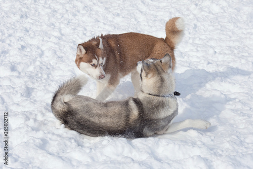 Two siberian husky are playing on a white snow in the park. Pet animals. photo