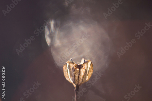 Beautiful dried flower in a natural environment with highlights on the background. Dry flowers after winter in the open. Dry fragile flower lit by the rays of the sun on a brown background.