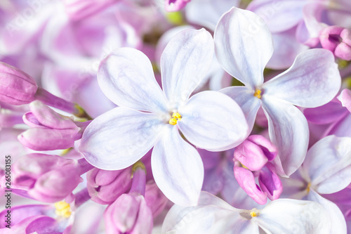 Lilac flowers in blossom  closeup image  Floral motif wallpaper 