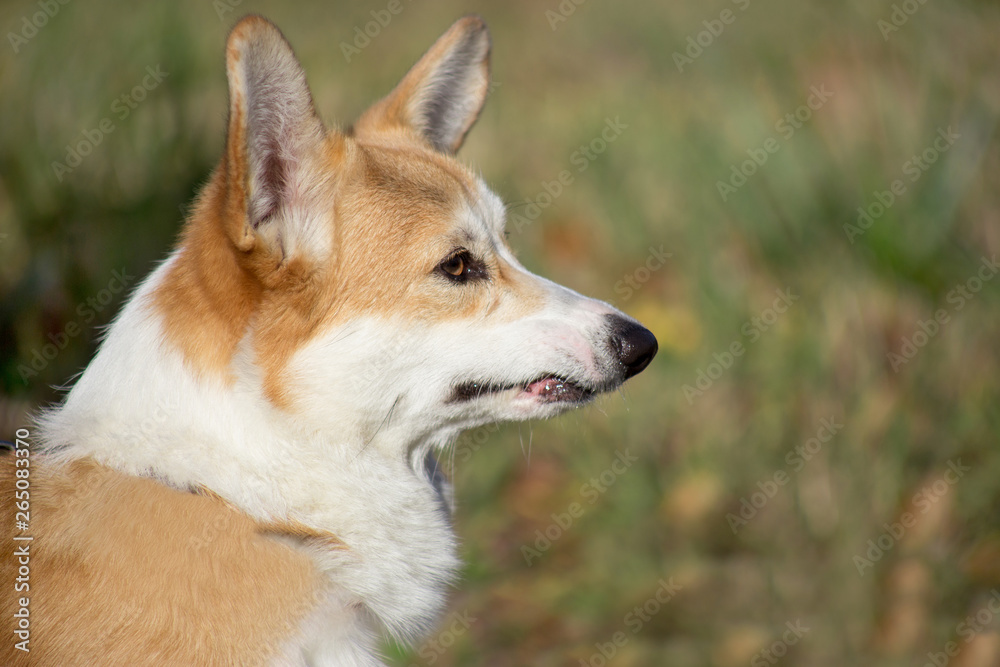 Portrait of a sad pembroke welsh corgi puppy. Close up.