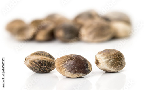 Cannabis seeds on a white background. Seeds for growing marijuana on a white background.