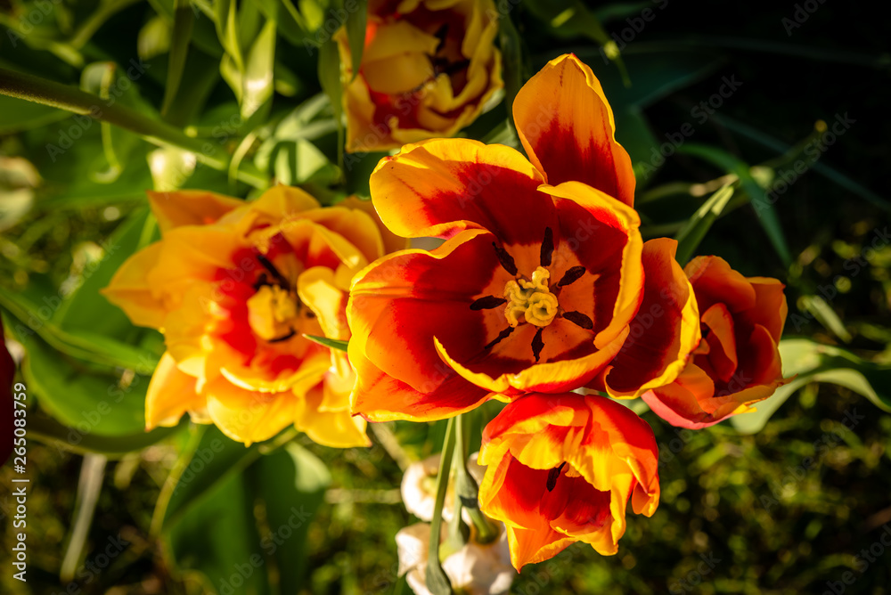 Tulpen Blütenkelch rot gelb Tulpen Blütenkelch rot gelb