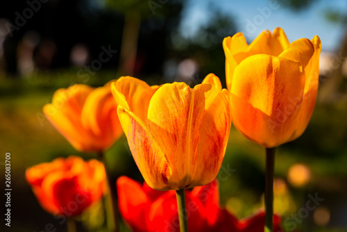 Orange gelb Tulpen Bokeh