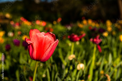 rote Tulpe auf Wiese isoliert