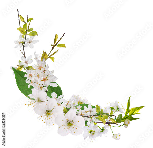 white cherry blooming curl
