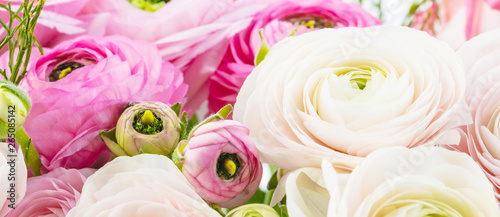 Persian buttercup. Bunch pale pink ranunculus flowers light background. Wallpaper  Horizontal photo .