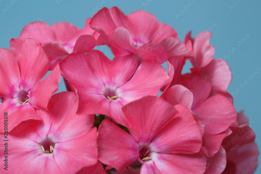 Floral wallpaper from a fragment of pink phlox inflorescence isolated on a blue background, macro.