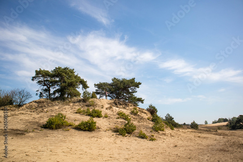dune at Kootwijkerzand