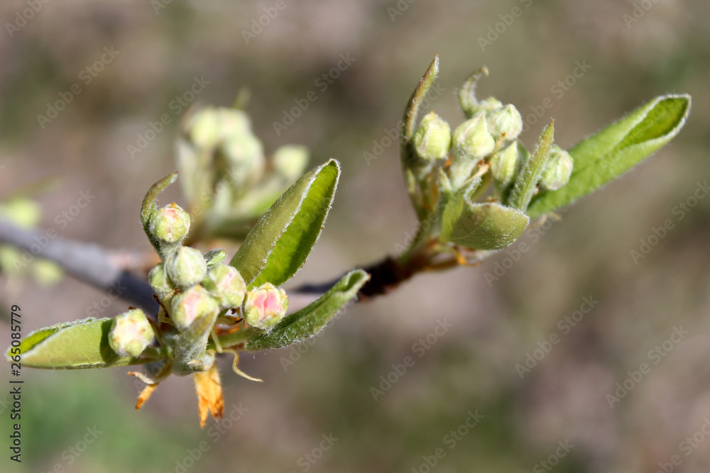 the first flower on the tree is the spring garden the first flower on the tree is the spring garden