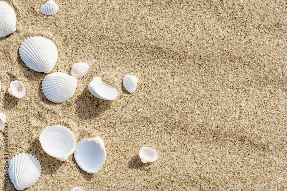 White seashells on sea sand - summer travel background, copy space White seashells on sea sand - summer travel background, copy space