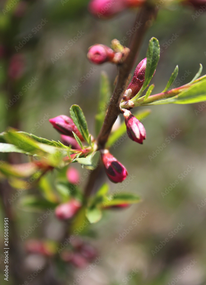Beautiful pink spring flowers garden Beautiful pink spring flowers garden
