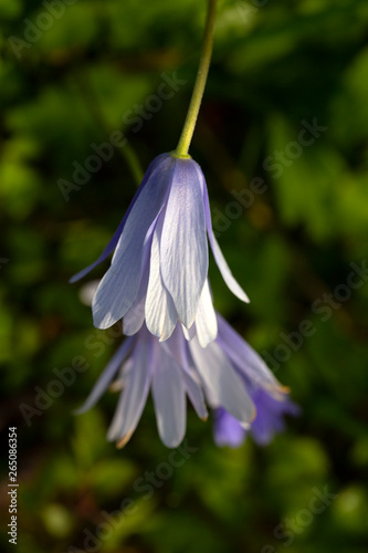 Blue anemone (Anemone apennina), close-up photo