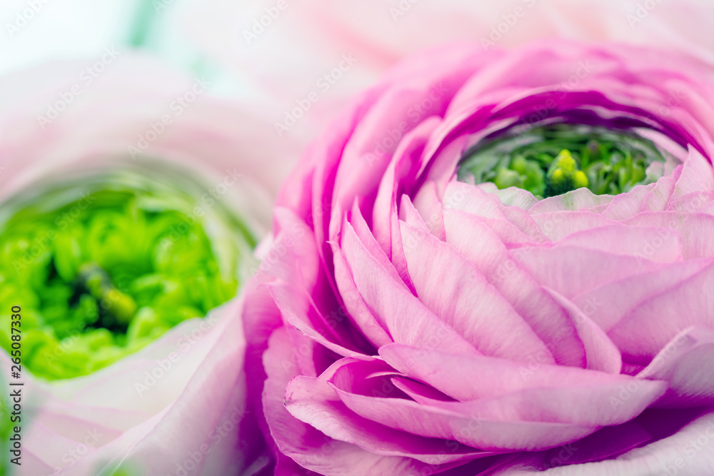 Persian buttercup. Bunch pale pink ranunculus flowers light background. Wallpaper, Horizontal photo . Persian buttercup. Bunch pale pink ranunculus flowers light background. Wallpaper, Horizontal photo .
