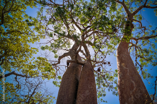 Landscape with Adansonia rubrostipa aka fony baobab tree in Reniala reserve , Toliara, Madagascar photo