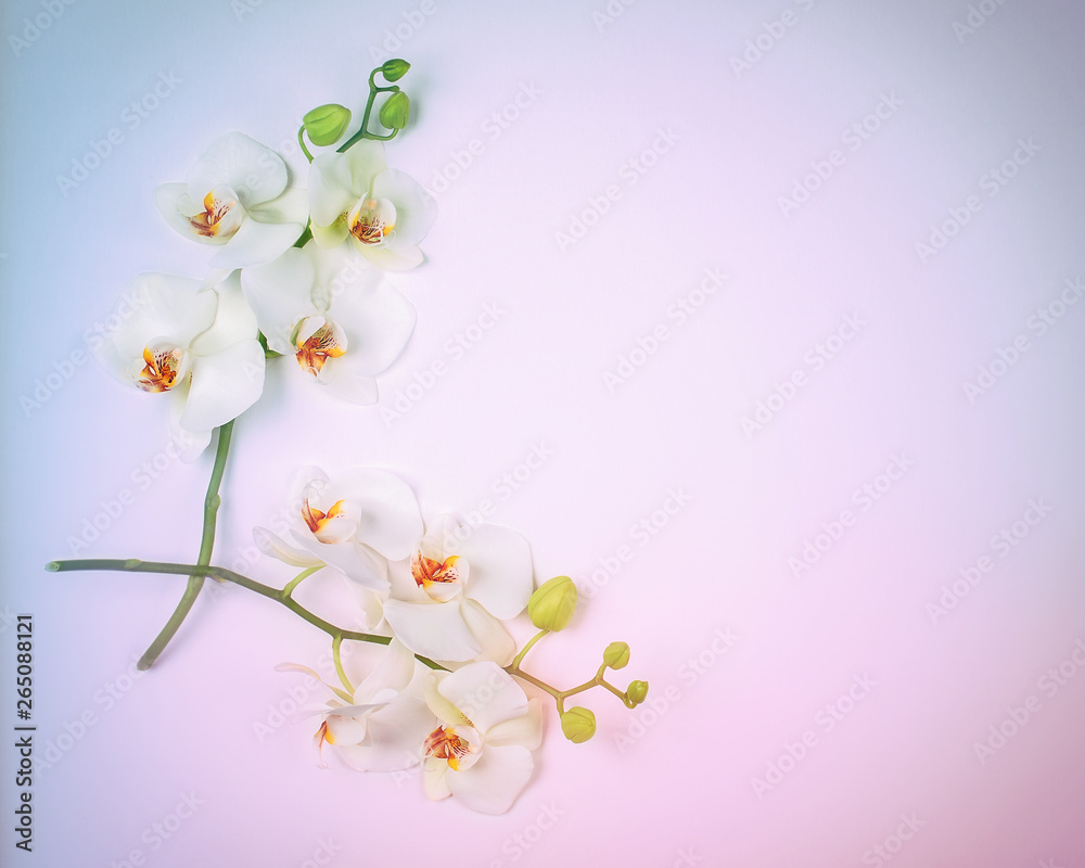 Obraz premium Composition with white orchid in vibrant gradient holographic colors.