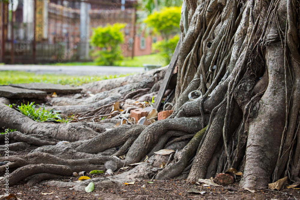 Roots of large trees,Air roots of trees, vines, parasites,twisted tropical tree roots,organic background,texture. Roots of large trees,Air roots of trees, vines, parasites,twisted tropical tree roots,organic background,texture.
