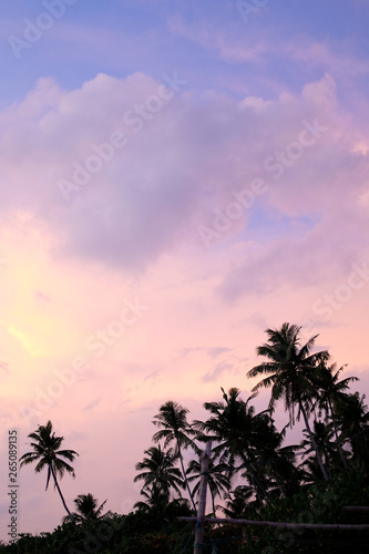 silhouettes of palm trees against the sunset sky. pink, blue, purple. vertical orientation