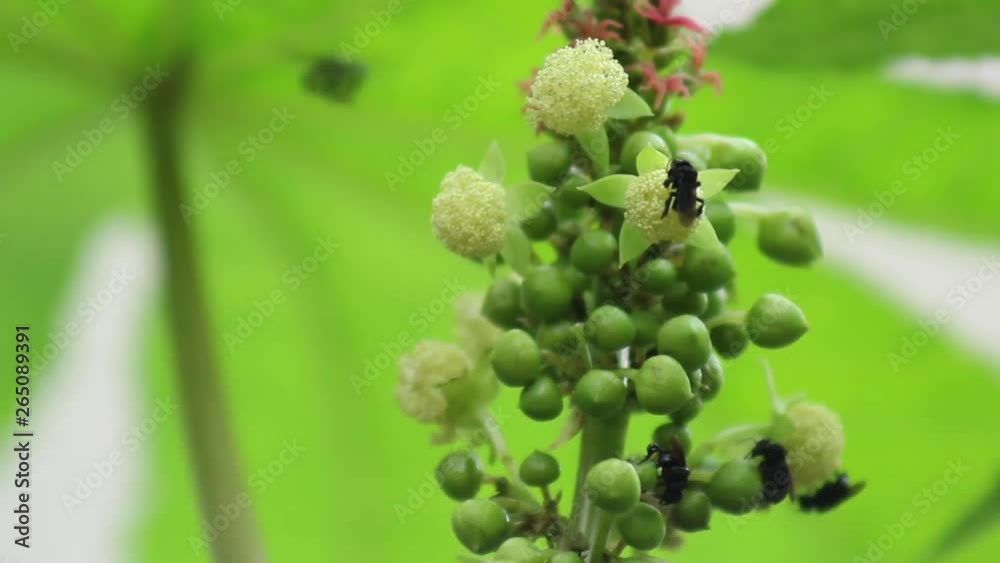 castor flower (Ricinus communis) and Indian black Carpenter bee flying eat pollen from flower 