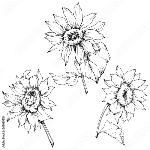 Vector Sunflower floral botanical flowers. Black and white engraved ink art. Isolated sunflower illustration element.
