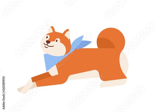 Adorable Akita Inu wearing neck scarf lying down. Cute companion dog of Japanese breed resting on ground. Funny domestic animal isolated on white background. Flat cartoon colorful vector illustration.