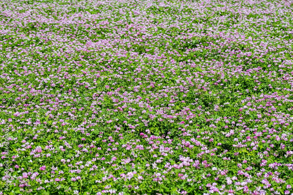 Field of Chinese milk vetch, Astragalus sinicus ,Shikoku,Japan