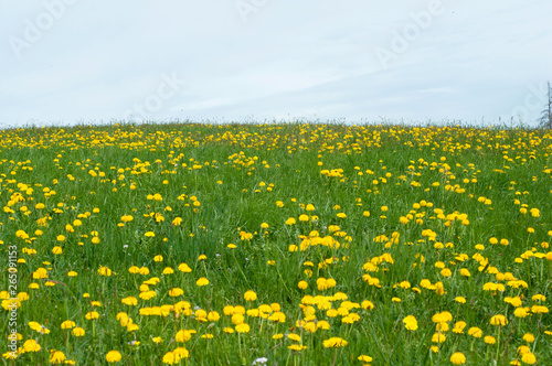 Field of dandelions. Countryside scene with many dandelion in a cloudy spring day