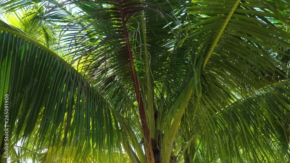 Point of view, the first perspective of a tourist, a person who walks in the palm forest in a luxury resort. Point of view, the first perspective of a tourist, a person who walks in the palm forest in a luxury resort.