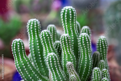 Colorful cactus desert plants in pots.