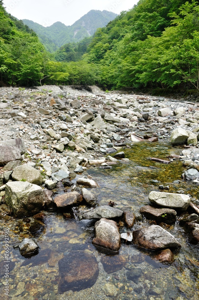 夏の西丹沢 用木沢