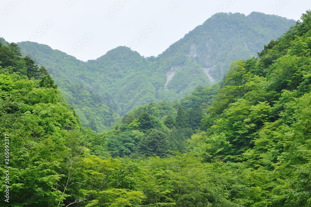 夏の西丹沢山域