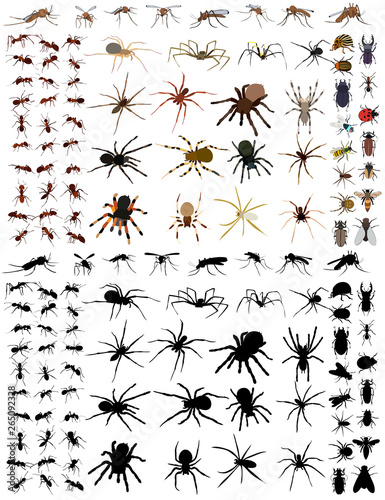 set of insects, beetles, spiders