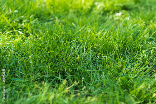 Green grass background. selective focus