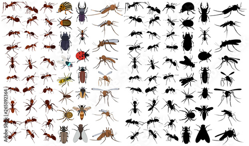 vector, isolated, set of insects, beetles, ants