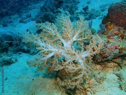 The amazing and mysterious underwater world of Indonesia  North Sulawesi  Bunaken Island  soft coral