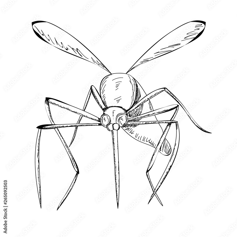 9834 Mosquito Drawing Images Stock Photos  Vectors  Shutterstock