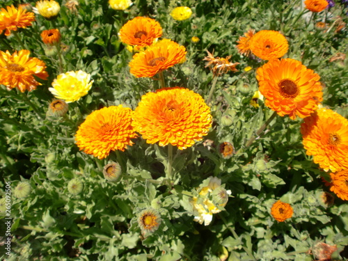 キンセンカの花