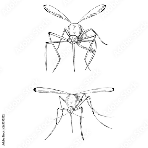 vector isolated sketch of a mosquito flying