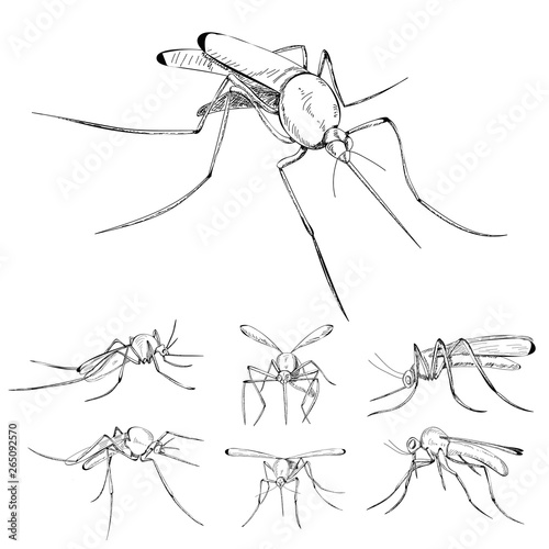 vector, isolated, sketch mosquito, set