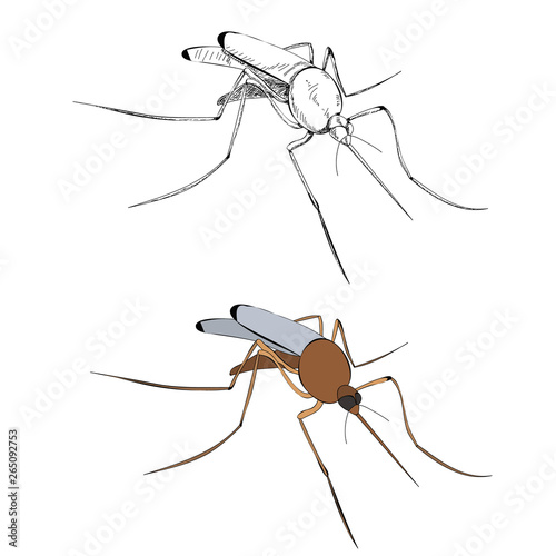  insect mosquito brown