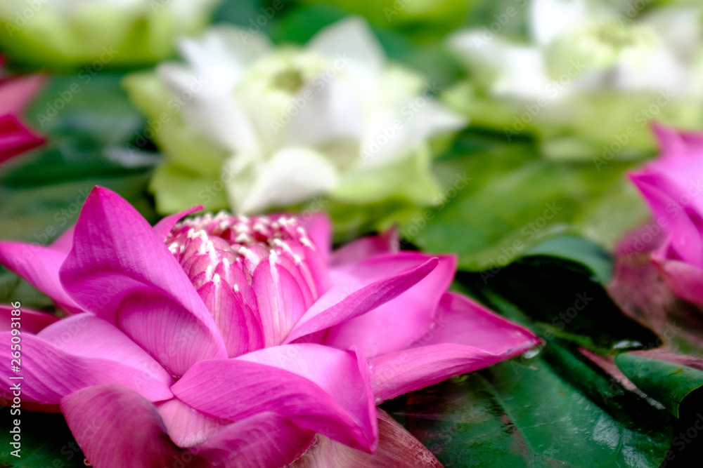 Naklejka premium Lotus flowers in Thailand