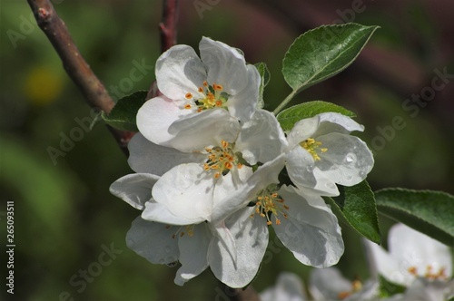 Beautiful flowers appeared on the branches of the apple tree of the spring garden.