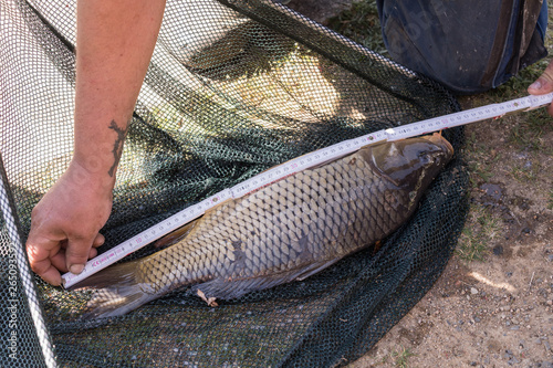 Measurement caught fish - carp on grass. photo