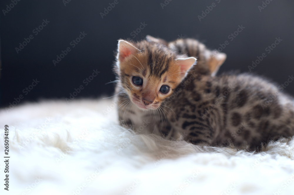 Bengal cat kittens on white soft fur, studio shot