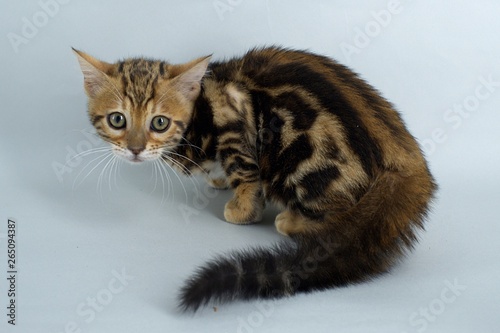 Frightened marble bengal cate kitten on white background © anna pozzi